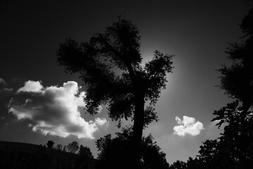 nuvole con alberi in bianco e nero