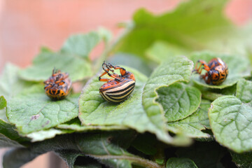 Destroyed Colorado potato beetle on a potato leaf