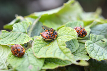Destroyed Colorado potato beetle on a potato leaf