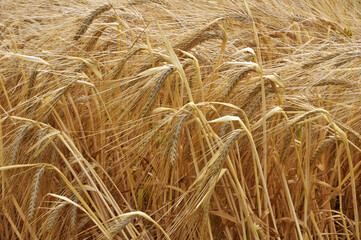 Background of barley ears