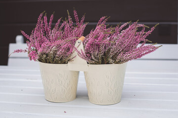 Classical pink heather potted close up on the whote wooden background, selective focus