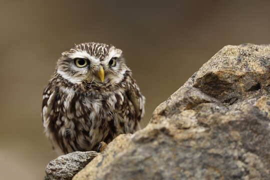 Small owl in the nature habitat, Czech republic  Athene noctua, in the stone wall.Portrait