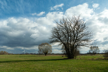Leafless trees in a green meadow and clouds on the sky