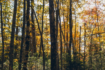 Fototapeta premium autumn forest in the morning