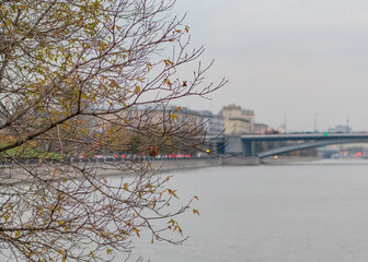 Empty tree branches with fallen leaves in the cityscape in autumn season