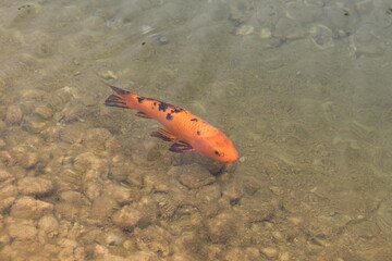 Peixe laranja num lago