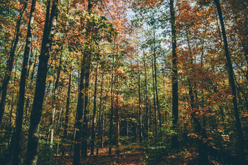 Fototapeta premium autumn in the forest