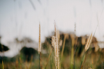 Fototapeta premium thatch is gorgeous at dusk at golden hour. artsy