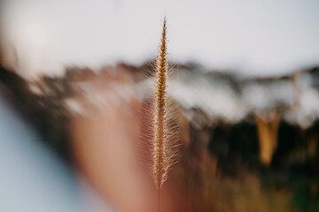 thatch is gorgeous at dusk at golden hour. artsy