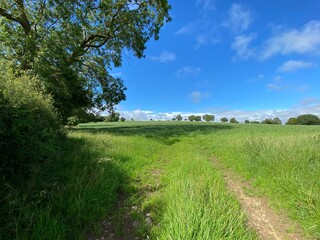 Cart track, leading into extensive open meadow, with trees on the horizon near, Leathley, Harrogate, UK