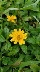 yellow flower in the garden
