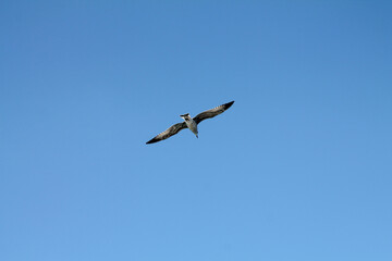 Obraz premium Seagull waiting on the Istanbul