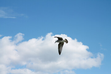 Seagull waiting on the Istanbul