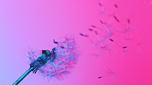 Macro Shot of Dandelion being blown in super slow motion on neon background. Filmed on high speed cinematic camera at 1000 fps.