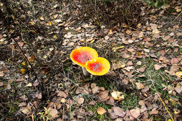 Beautiful Poisonous Mushroom in the forest at the autumn. Red agaric mushroom. Toadstool in the...