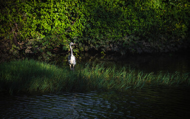 Bonita ave garça pousada na erva junto ao rio