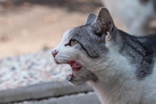 primo piano di gatto grigio e bianco