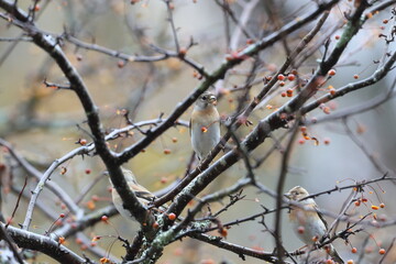 ズミの実を食べるアトリ