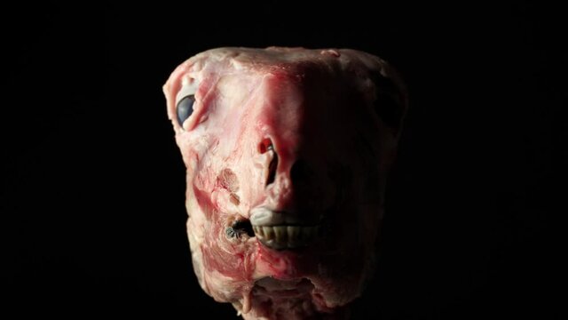 Silicone goat head prop. Fake handmade lamb or goat skinless head skull. Special effects makeup of creepy animal in the dim light. Halloween and horror movie concept. Mystical witchcraft, black magic