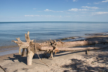 Fototapeta na wymiar Driftwood on Beach