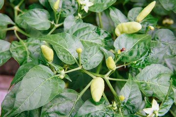 hot cayenne pepper thrives in the garden. chilli