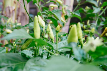 hot cayenne pepper thrives in the garden. chilli