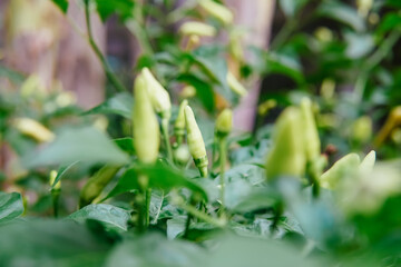 hot cayenne pepper thrives in the garden. chilli