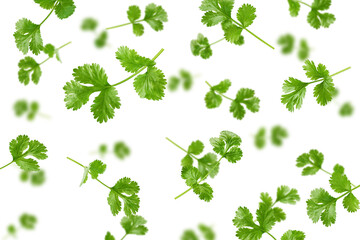 Falling Coriander leaf isolated on white background, selective focus