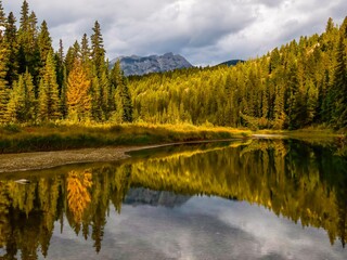 A strong beam of sunlight brightens a section of the forest at Bow River, Banff, Alberta, Canada