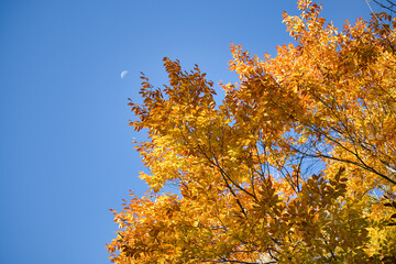 Autumn Tree with Moon