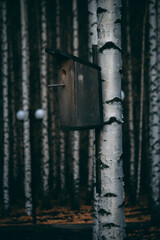 birdhouse in birch autumn forest in the village