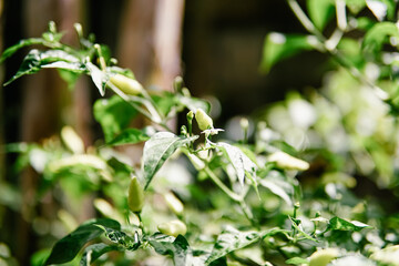 Obraz premium hot cayenne pepper thrives in the garden. chilli