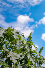 blue sky and white clouds on a sunny day with papaya tree leaf foreground