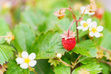 Close up of fragaria vesca or wild strawberry