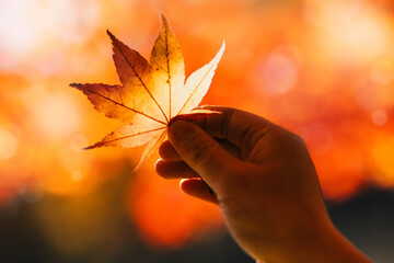 紅葉を手で持つ