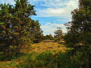 Obraz premium trees in the field