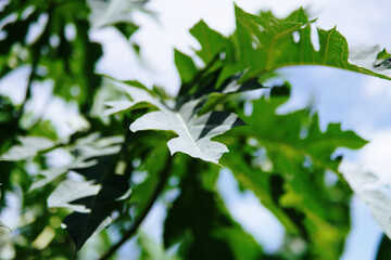 blue sky and white clouds on a sunny day with papaya tree leaf foreground