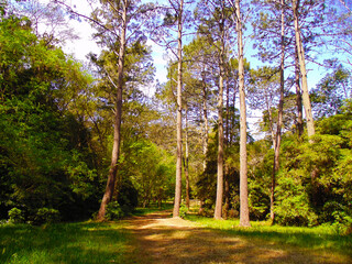 trees in the park