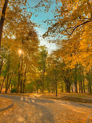 Naklejka premium autumn in the park