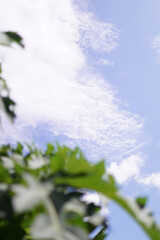 blue sky and white clouds on a sunny day with papaya tree leaf foreground