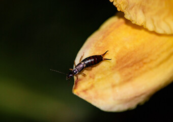 Perce-oreille sur pétale de fleur jaune : gros plan détaillé d'un insecte appelé aussi forficule ou pince-oreille, capturé en macro sur une fleur!