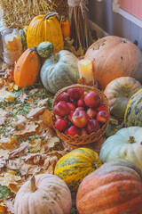 basket with red apples. halloween with pumpkins.
pumpkins and squash.
