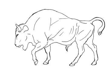 bison, wild bull,  vector, black pen drawing isolated on a white background for greeting cards, calendars, design