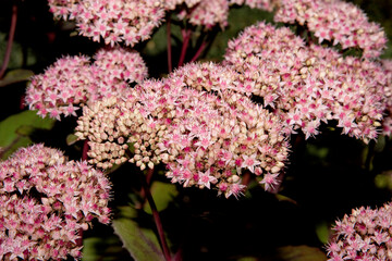 Spirée du Japon en pleine floraison rose, présentant de denses grappes de fleurs délicates sur...