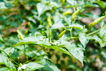 Fototapeta na wymiar hot cayenne pepper thrives in the garden. chilli