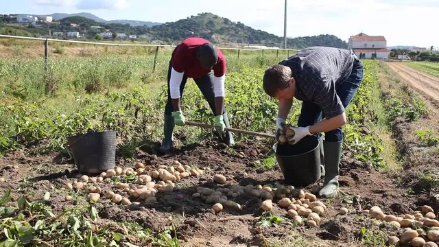 Man picking harvest to bucket in garden outdoor, african american man is dripping potatoes by shovel. High quality FullHD footage