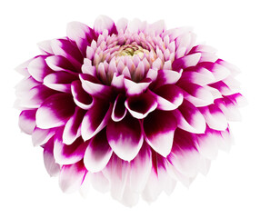 purple dahlias isolated on a white background