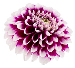 purple dahlias isolated on a white background