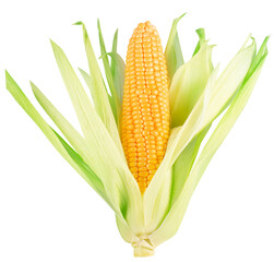 corn ear isolated on a white background