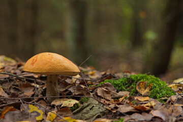 mushroom in the forest